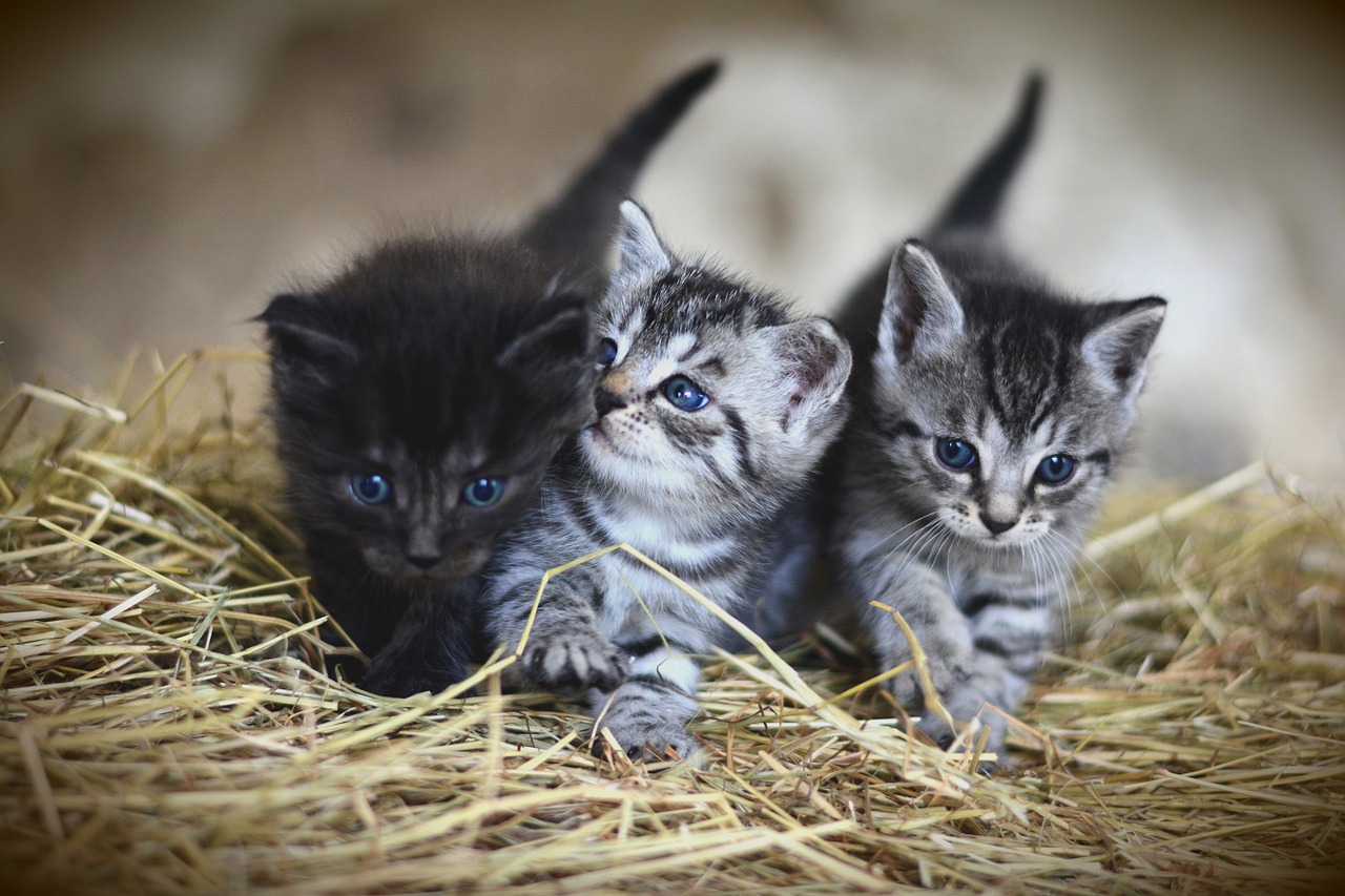 The Unique Features of the Somali Cat